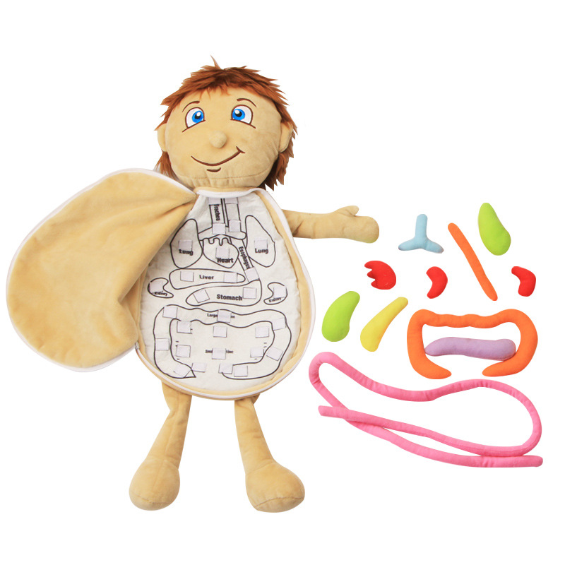 Human Body Puzzle - 子供のための3D教育用おもちゃ,実験的なおもちゃの手,シミュレーション,教育ツール