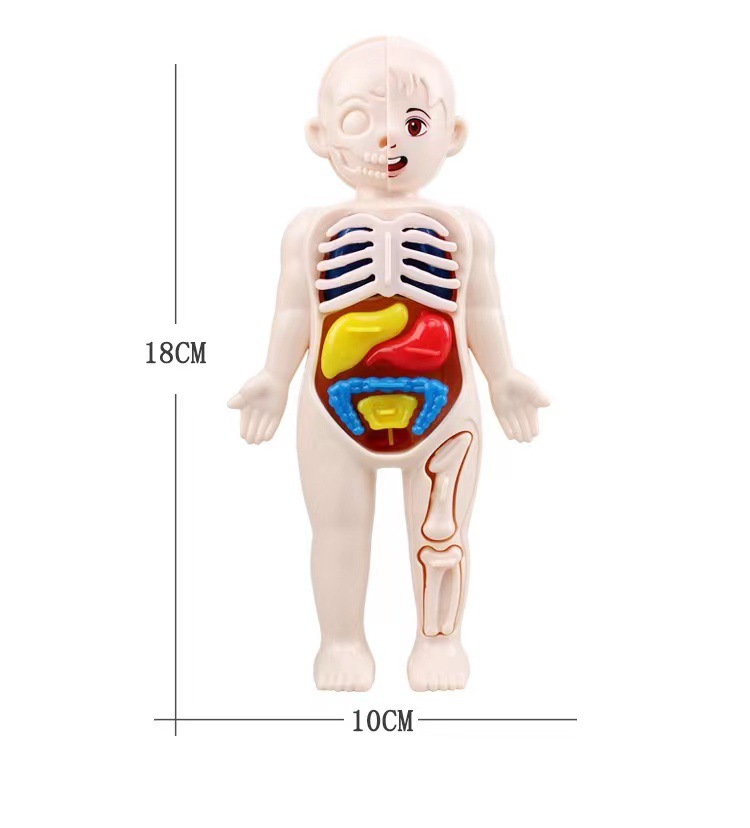 Human Body Puzzle - モンテッソーリ 3D パズル 14 個人体解剖学モデル教育学習器官組み立て玩具身体教育ツール子供のための