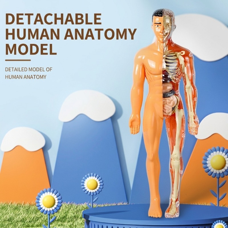 Human Body Puzzle - 小学校DIY人体模型科学実験セット手作り技術制作材料パック教育パズル