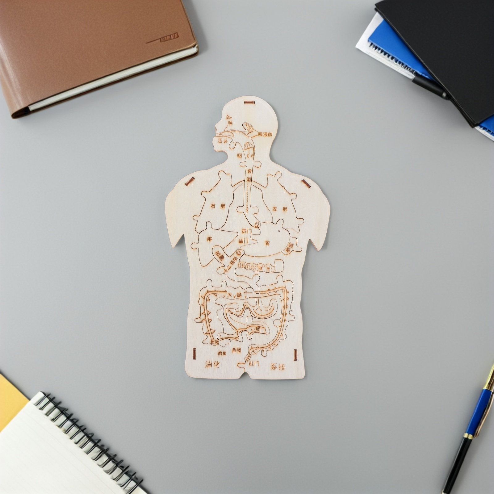 3個入り木製人体パズル教育セット、子供向け解剖学システムデザ - Human Body Puzzle のレビューと価格