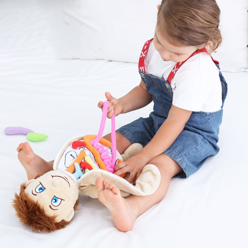 子供のための3D教育用おもちゃ,実験的なおもちゃの手,シミュ - Human Body Puzzle のレビューと価格