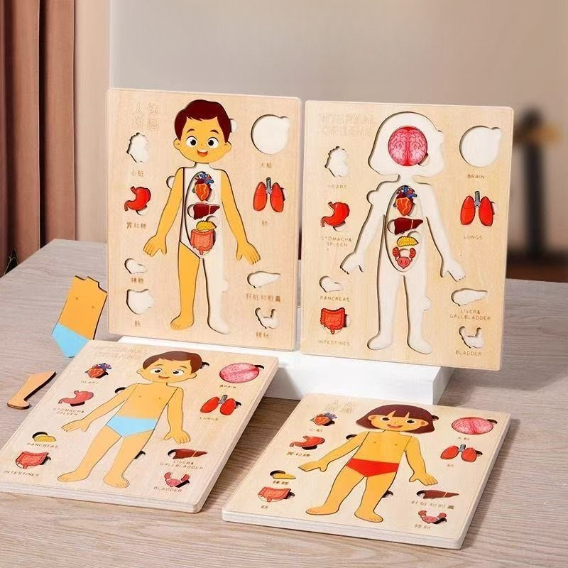 モンテッソーリパズル ビジーボード 人体教育 学習 体のパー - Human Body Puzzle のレビューと価格