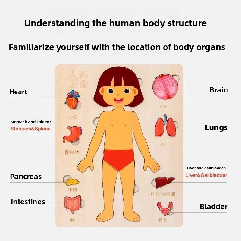 モンテッソーリパズル ビジーボード 人体教育 学習 体のパー - Human Body Puzzle のレビューと価格