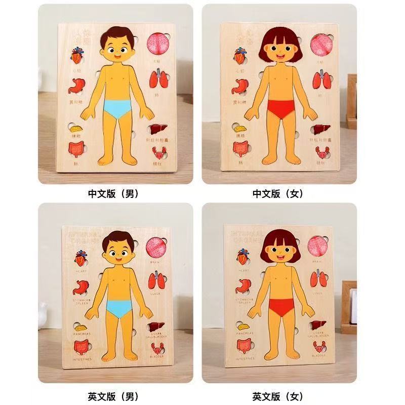 モンテッソーリパズル ビジーボード 人体教育 学習 体のパー - Human Body Puzzle のレビューと価格