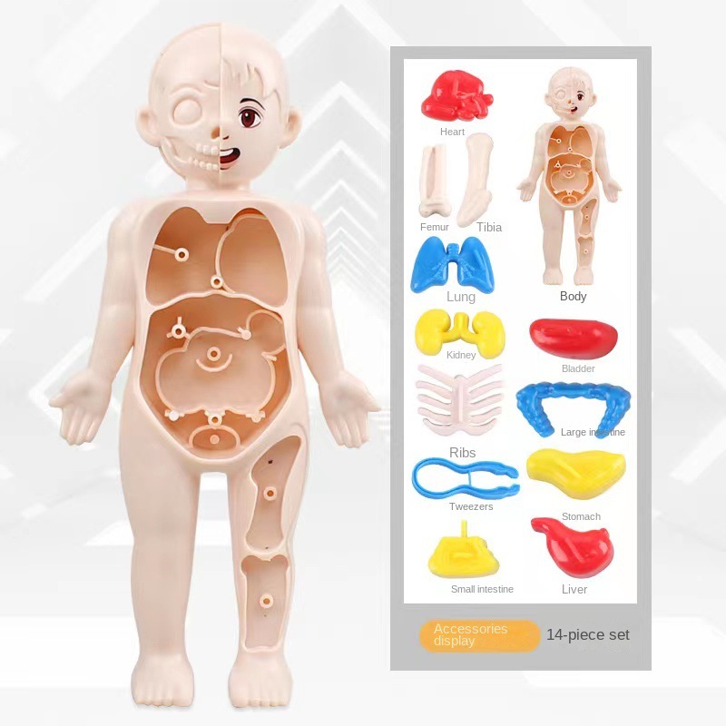 モンテッソーリ 3D パズル 14 個人体解剖学モデル教育学 - Human Body Puzzle のレビューと価格