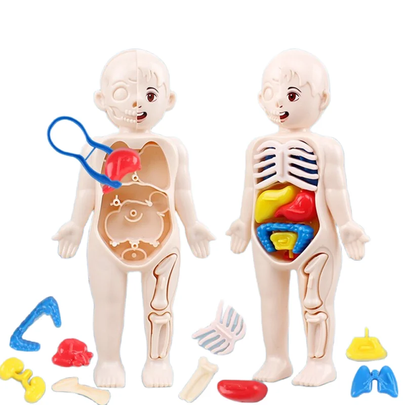 モンテッソーリ 3D パズル 14 個人体解剖学モデル教育学 - Human Body Puzzle のレビューと価格