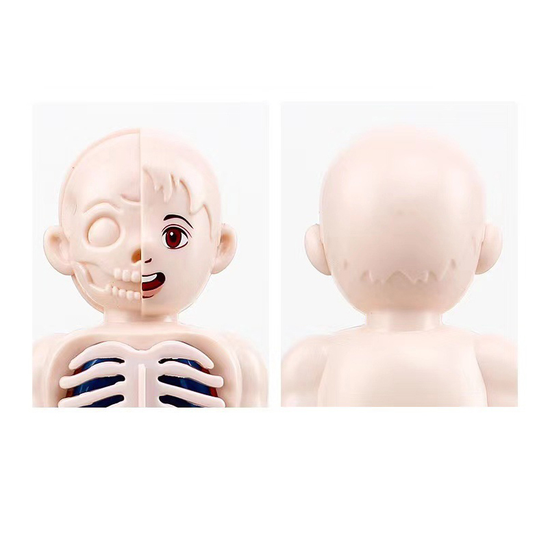 モンテッソーリ 3D パズル 14 個人体解剖学モデル教育学 - Human Body Puzzle のレビューと価格