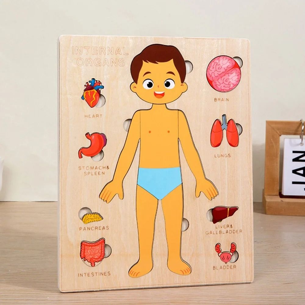 新しい学習ボード モンテッソーリパズル 教育的インタラクティ - Human Body Puzzle のレビューと価格