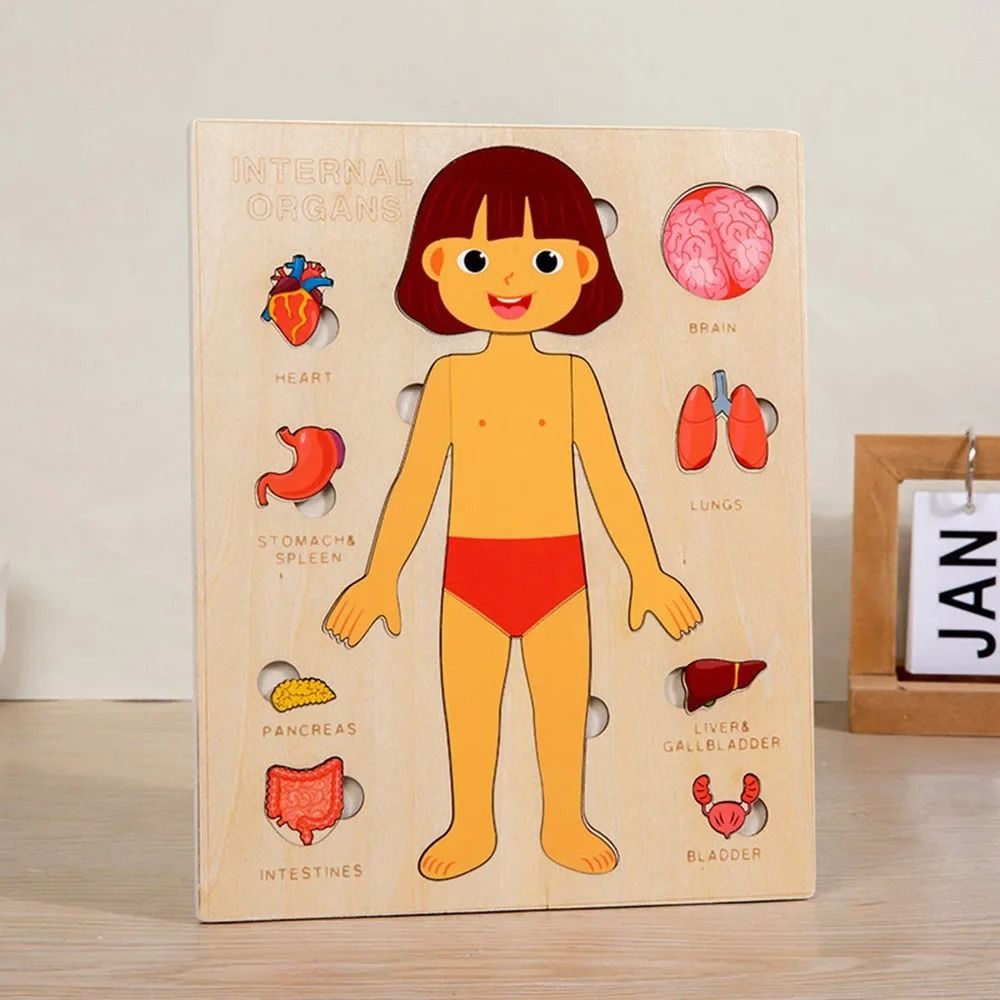 新しい学習ボード モンテッソーリパズル 教育的インタラクティ - Human Body Puzzle のレビューと価格