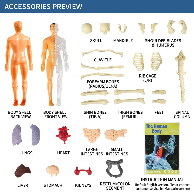 小学校DIY人体模型科学実験セット手作り技術制作材料パック教 - Human Body Puzzle のレビューと価格