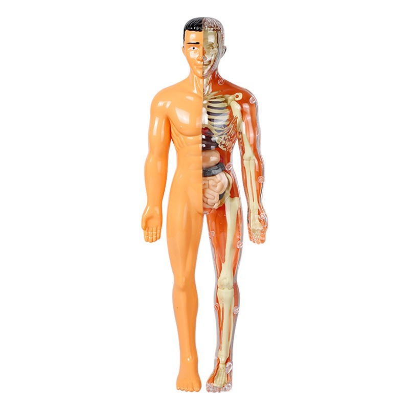小学校DIY人体模型科学実験セット手作り技術制作材料パック教 - Human Body Puzzle のレビューと価格