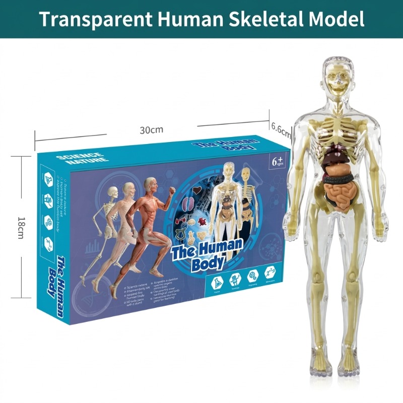 小学校DIY人体模型科学実験セット手作り技術制作材料パック教 - Human Body Puzzle のレビューと価格