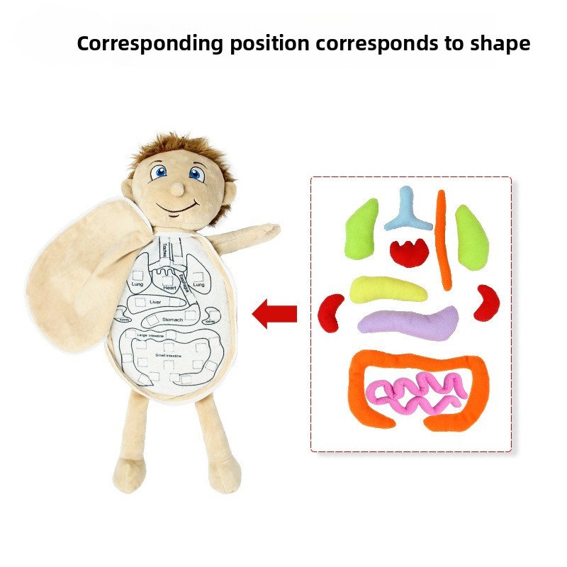 1個入り人体器官認知パズル、柔らかいぬいぐるみの体構造おもち - Human Body Puzzle のレビューと価格