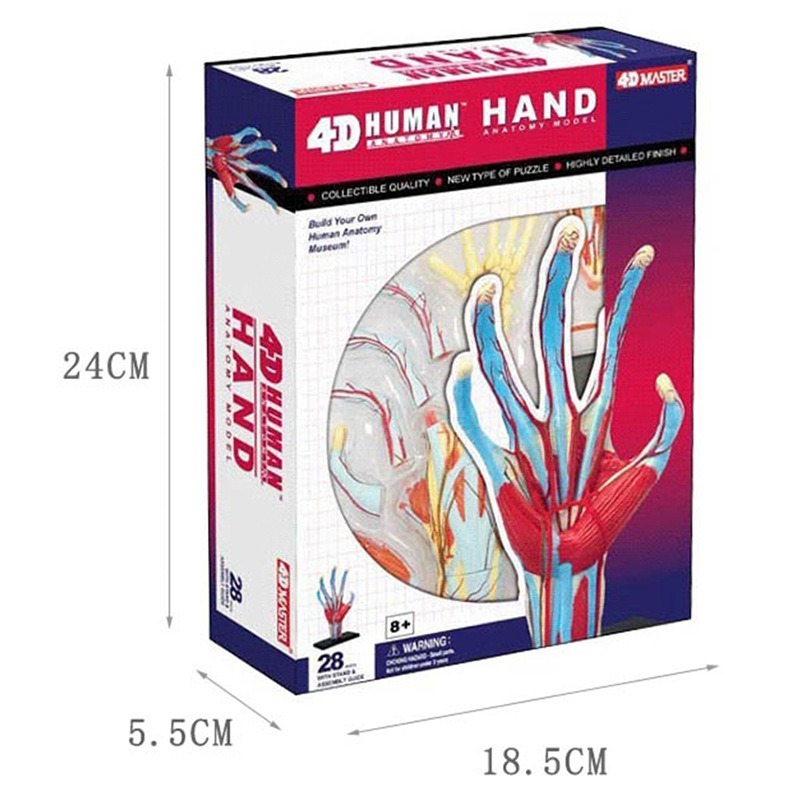 4d マスター人間の手の骨筋肉血管骨格解剖モデルパズル組み立 - Human Body Puzzle のレビューと価格