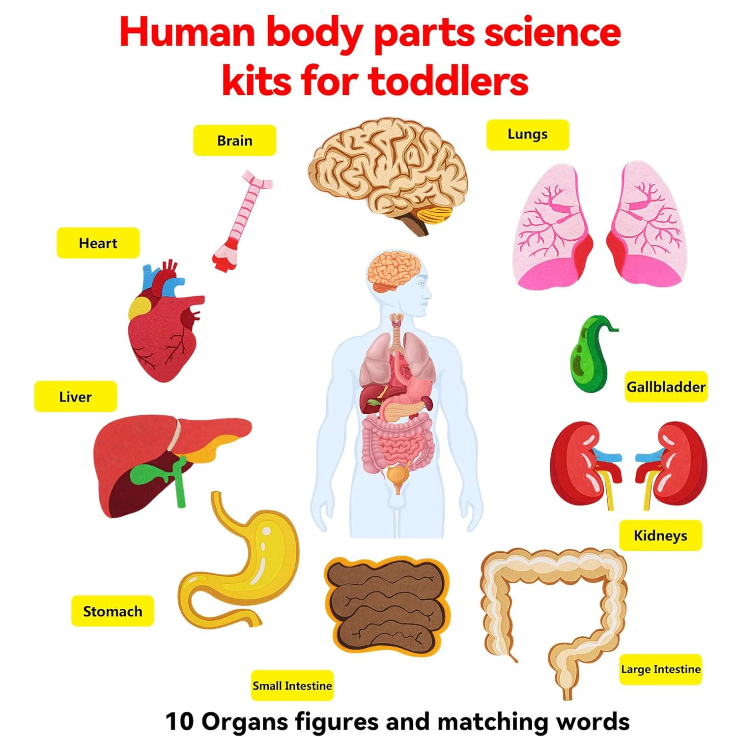 人体のパーツ フェルトボード ストーリー 子供向け モンテッ - Human Body Puzzle のレビューと価格