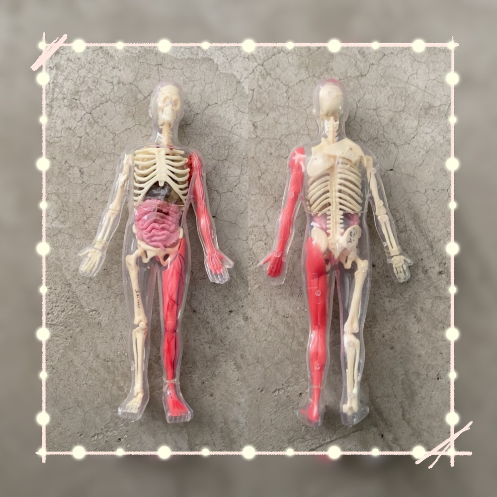 在庫あり デフォルト欠陥あり オリジナル ルースカーゴ 人体 - Human Body Puzzle のレビューと価格