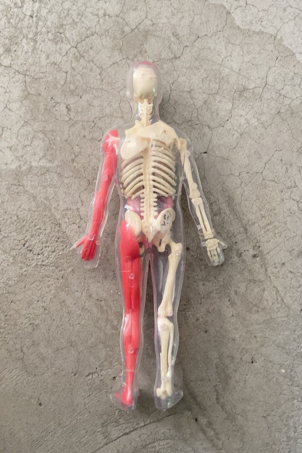在庫あり デフォルト欠陥あり オリジナル ルースカーゴ 人体 - Human Body Puzzle のレビューと価格