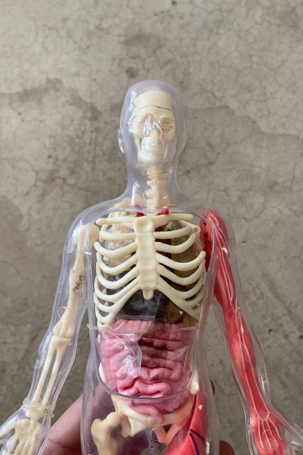 在庫あり デフォルト欠陥あり オリジナル ルースカーゴ 人体 - Human Body Puzzle のレビューと価格