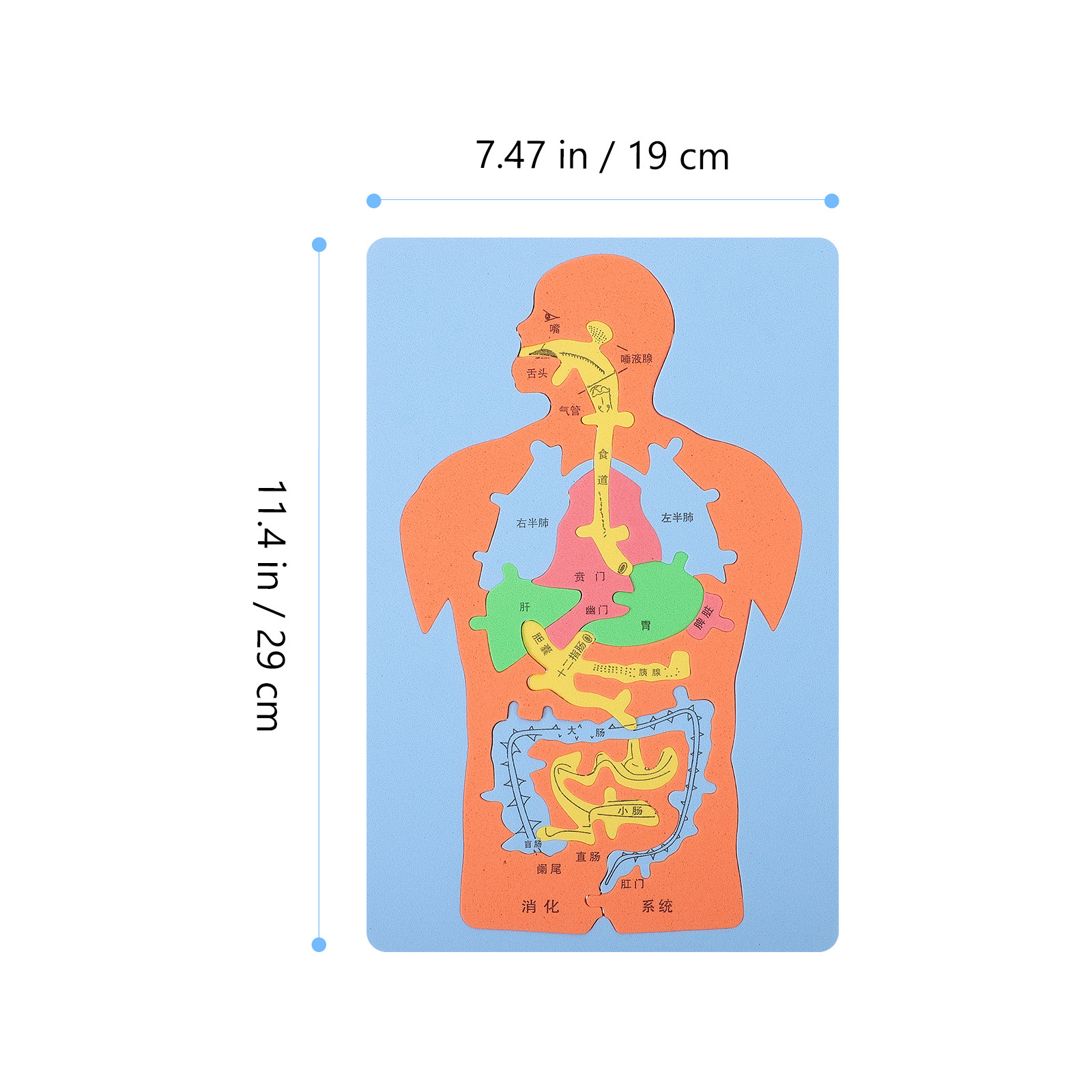 3ピース人間臓器パズル エヴァ 教育的認知消化器系 DIY  - Human Body Puzzle のレビューと価格