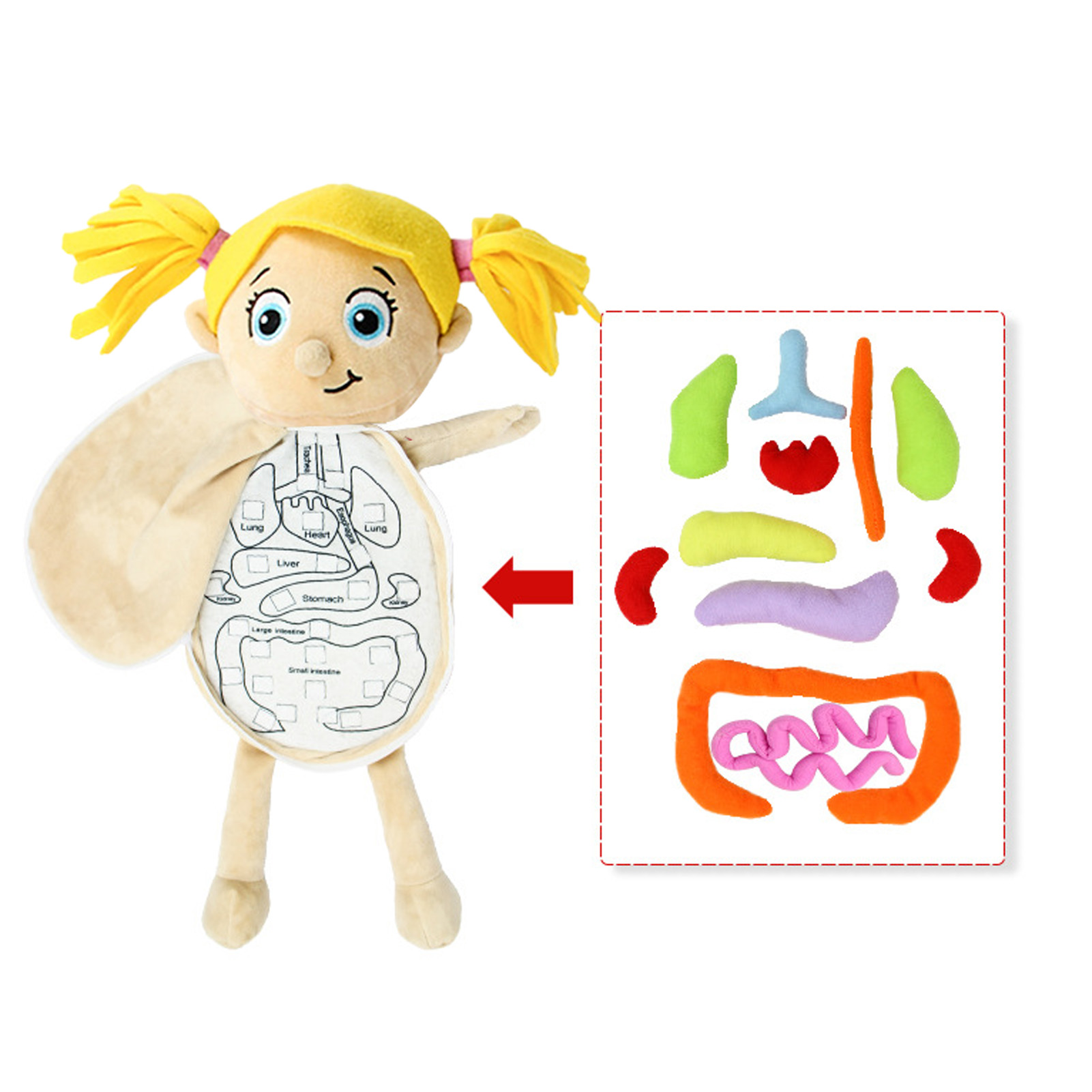 子供のための3D教育用おもちゃキット,人体の解剖学人形,コス - Human Body Puzzle のレビューと価格